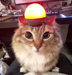 MiniWest's Status Page